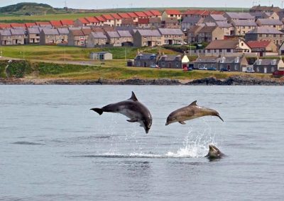 Dolphins playing