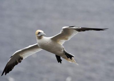 Gannet