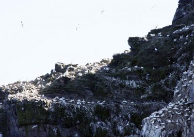 Gannets - Lyn MacDonald