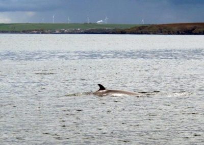 Minke whale