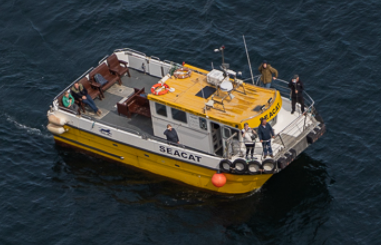 seacat Wildlife Guide, Sophia MacDonald
